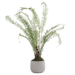 Large Potted Fern