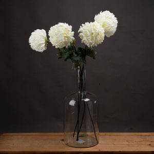 Large White Chrysanthemum