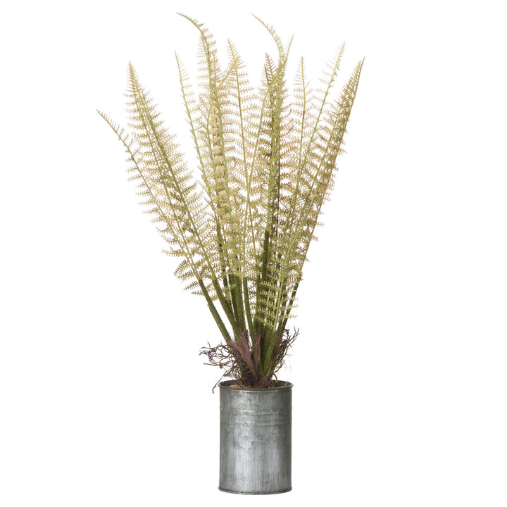 Tin Can Fern