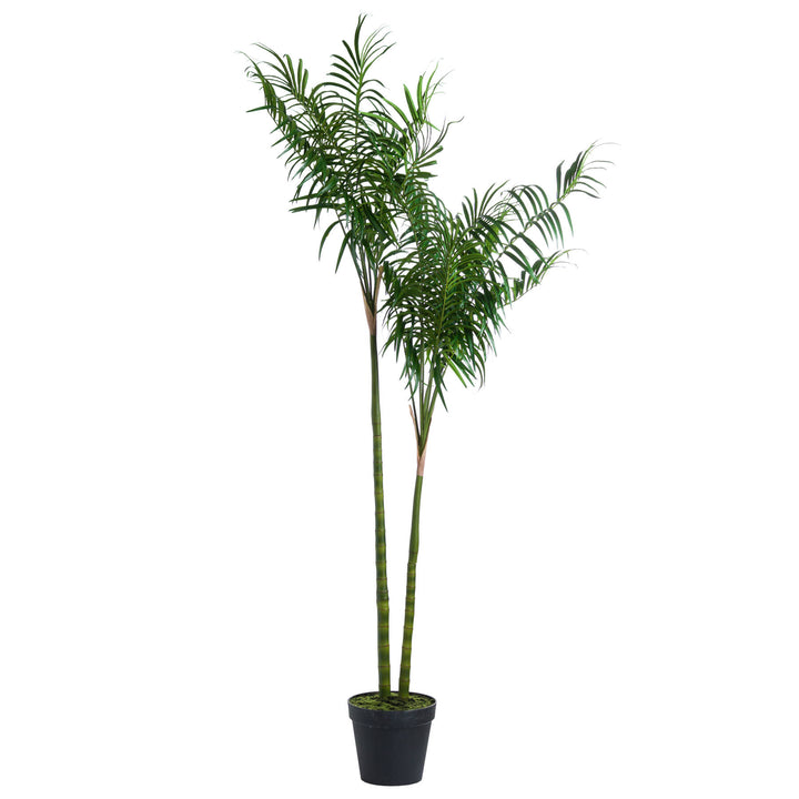 Large Parlour Palm Tree