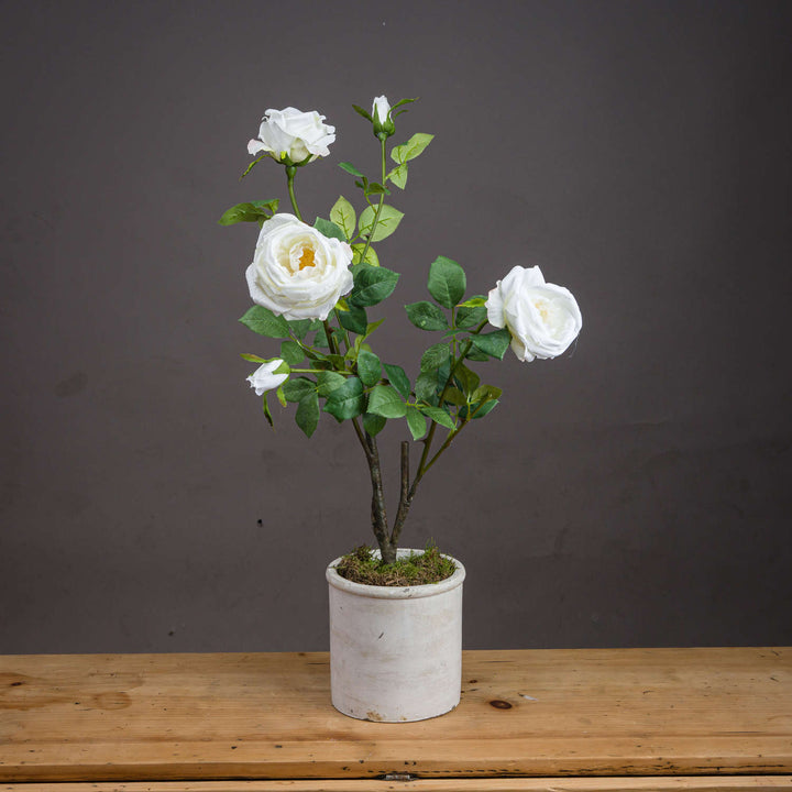 Classic White Garden Rose Spray