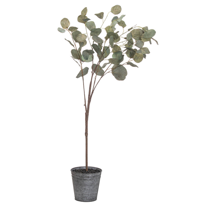 Eucalyptus Tree In Metalic Pot