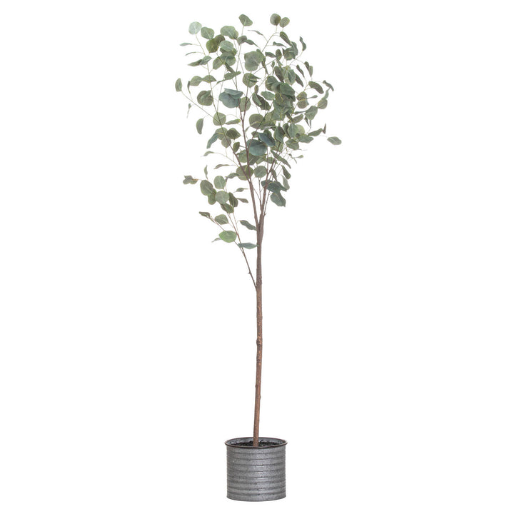Large Eucalyptus Tree In Metalic Pot
