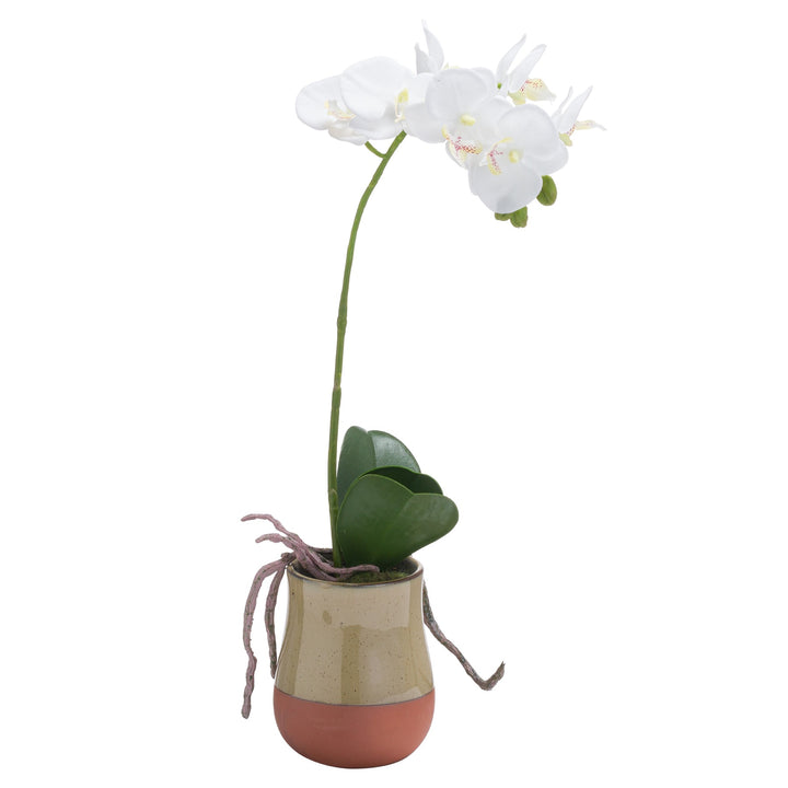 Orchid In Terracotta Glazed Pot